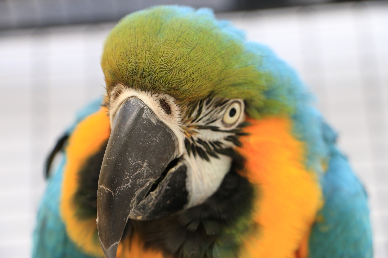 home-parrot-trust-scotland