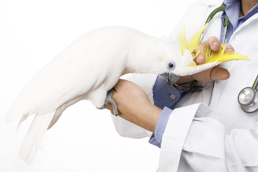 Avian Vets Parrot Trust Scotland
