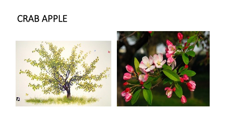crabapple