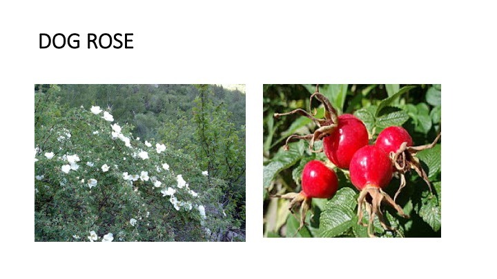 dogrose