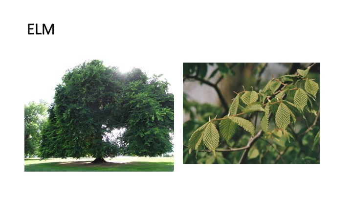 elm
