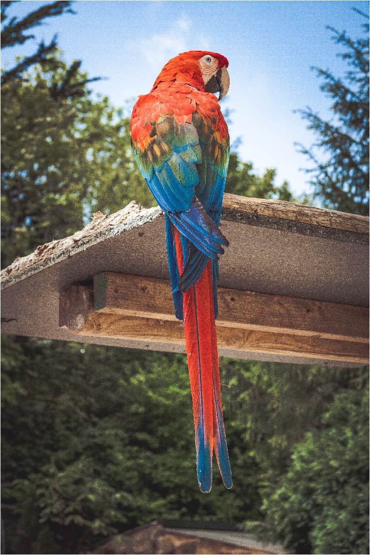 Illustration of Wild Parrot Escapes
