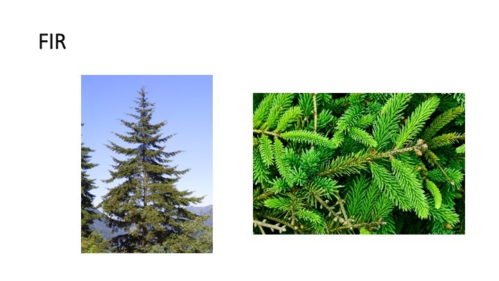 fir