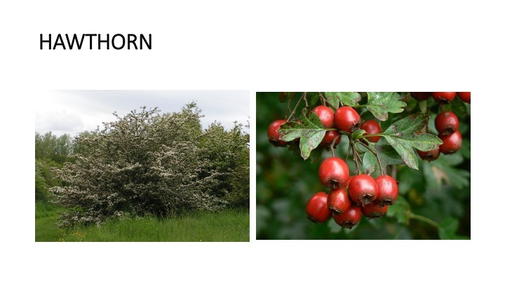hawthorn