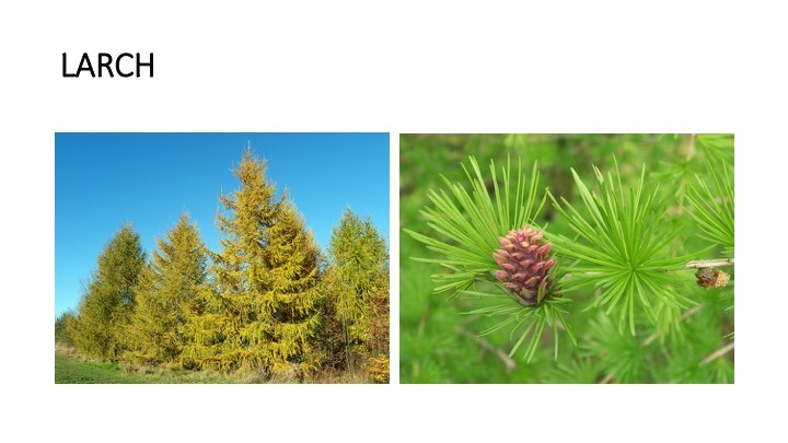 larch