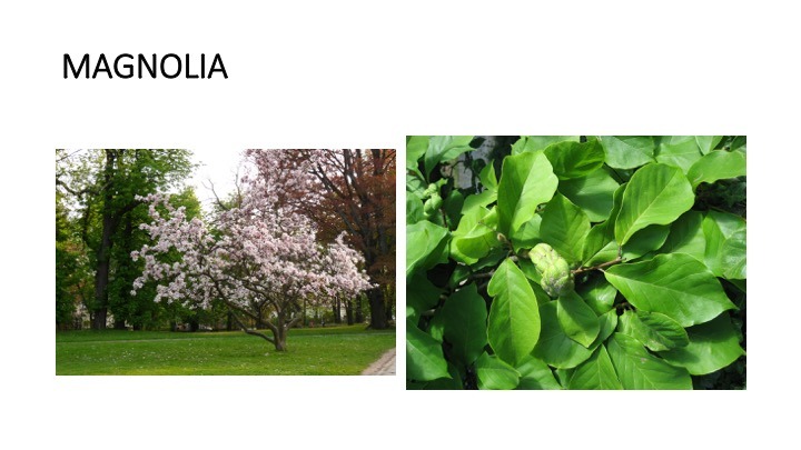 magnolia