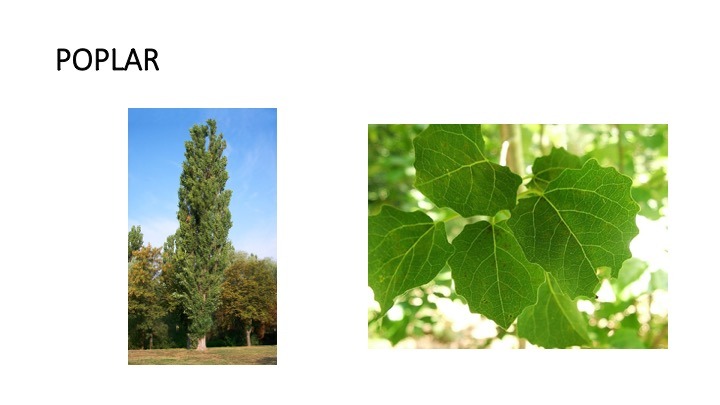 poplar